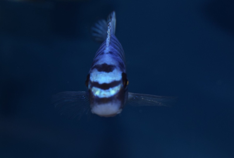 Labeotropheus trewavasae 'Nakantenga Island'